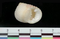 藏品(白肋蜑螺)的圖片